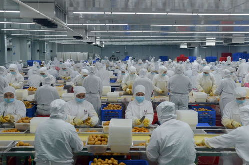 因勢(shì)利導(dǎo)貫通產(chǎn)加銷(xiāo) 深百協(xié)作共建農(nóng)業(yè)產(chǎn)業(yè)化 技術(shù)服務(wù)新格局